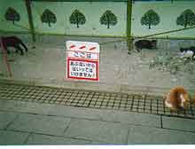 �����Ƃ�S�C